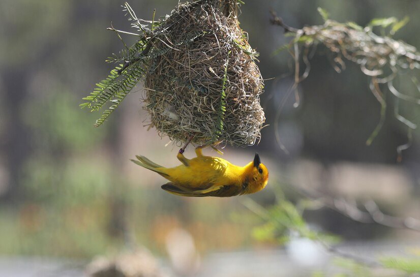 birds nest