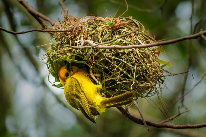 birds nest 