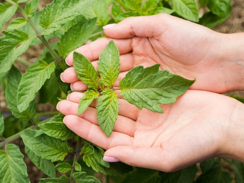 white borneo kratom